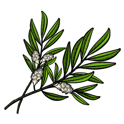 TKB Tea Tree Essential Oil