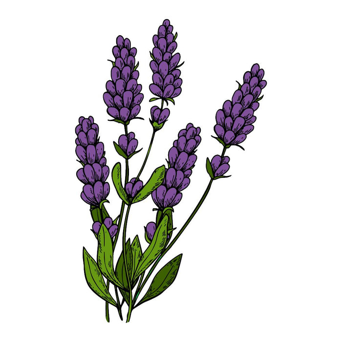 TKB Lavender Essential Oil