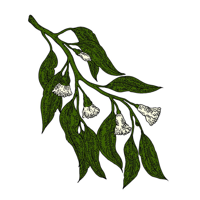 TKB Eucalyptus Essential Oil